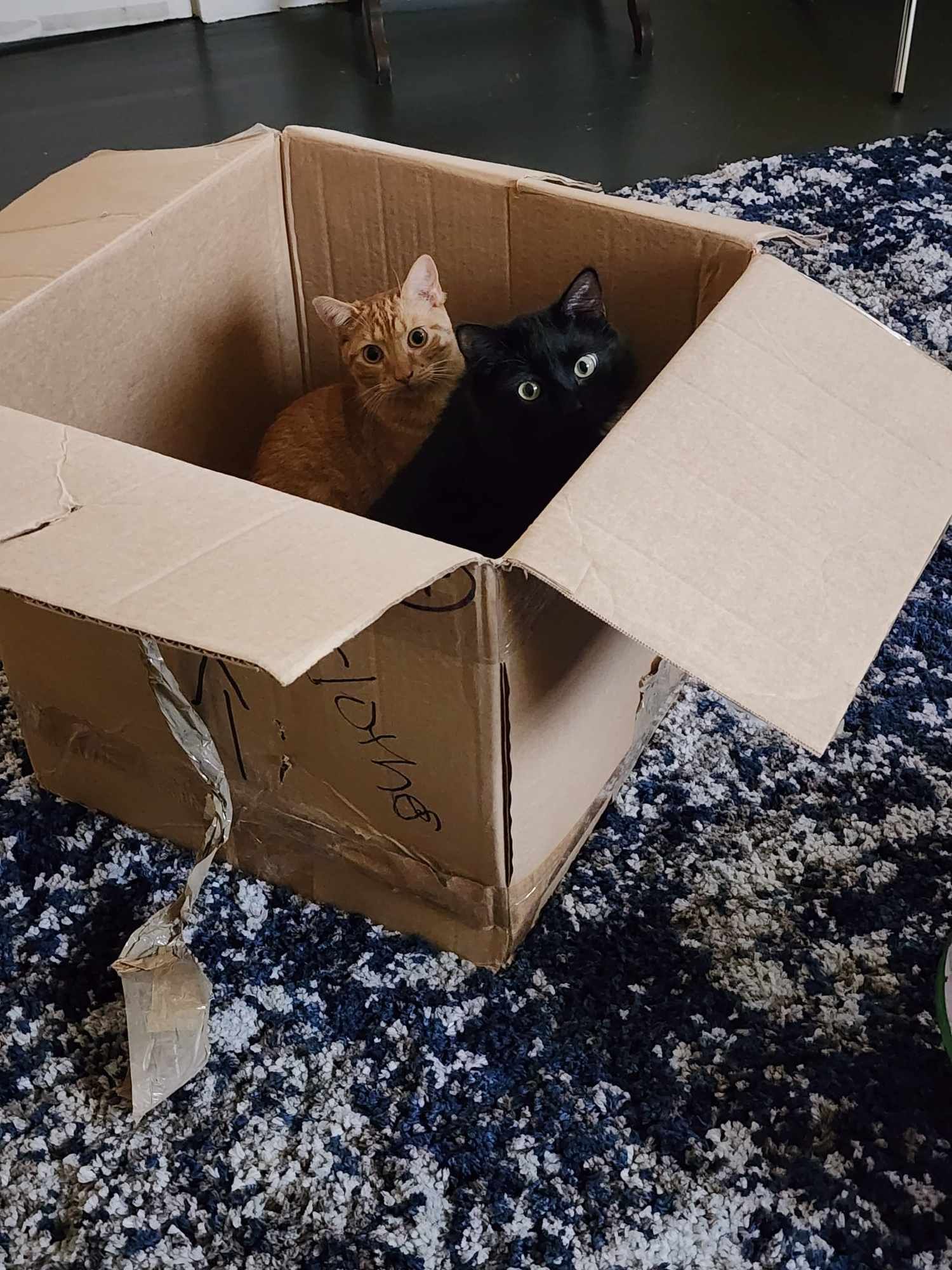 Professional moving team